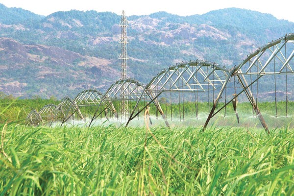 Mía đường: “Sân chơi” không dành cho kẻ yếu