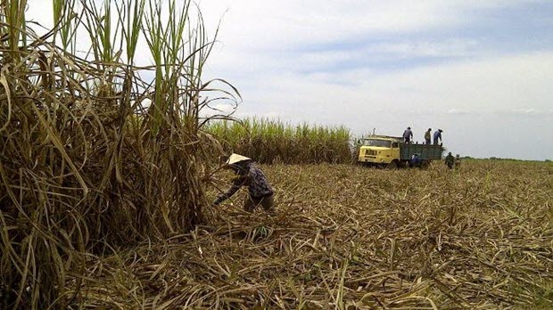  Bộ NN&amp;PTNT tính chuyện trồng mía giữa vườn cao su