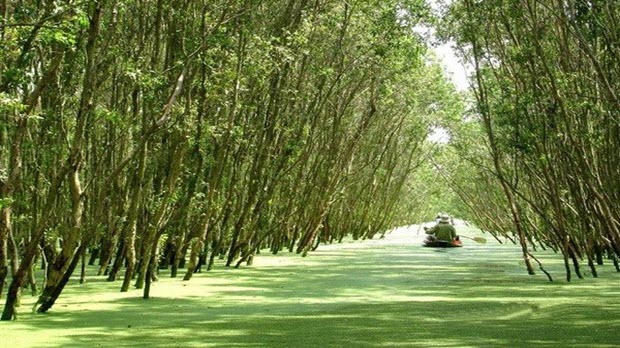 Mở cửa khu du lịch sinh thái rừng tràm nước phèn lớn nhất ĐBSCL vào năm 2018