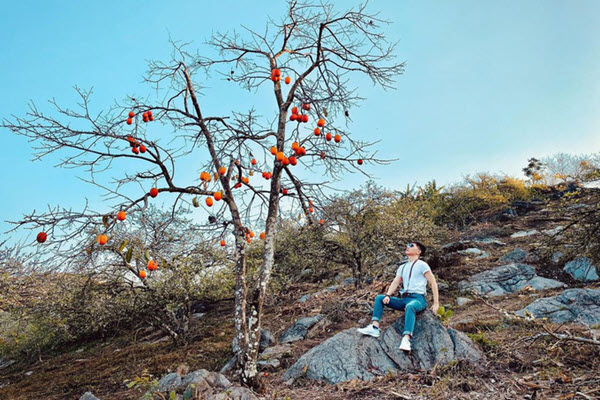 Kinh nghiệm vi vu Mộc Châu cuối mùa hồng chín