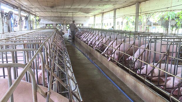 Ngành chăn nuôi: Bứt phá về đích