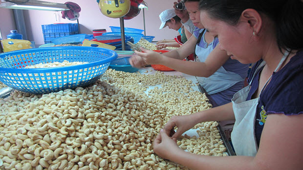 Doanh nghiệp chế biến điều: Thiếu hụt nguồn nguyên liệu