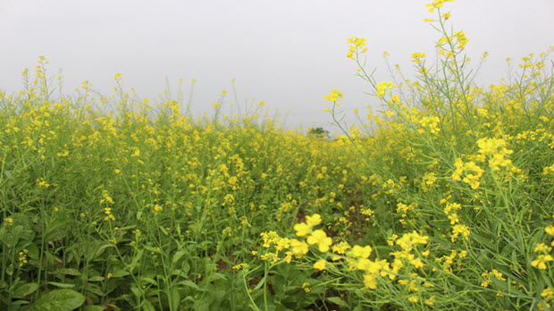 Ngẩn ngơ giữa cánh đồng cải vàng sưởi ấm trời đông Hà Nội