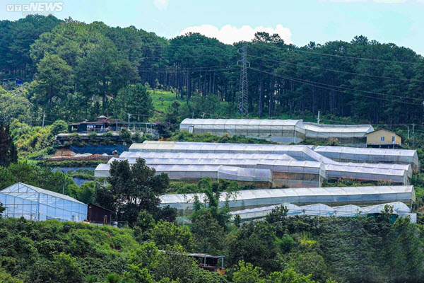 Thành phố nghỉ mát Đà Lạt ngày càng oi bức