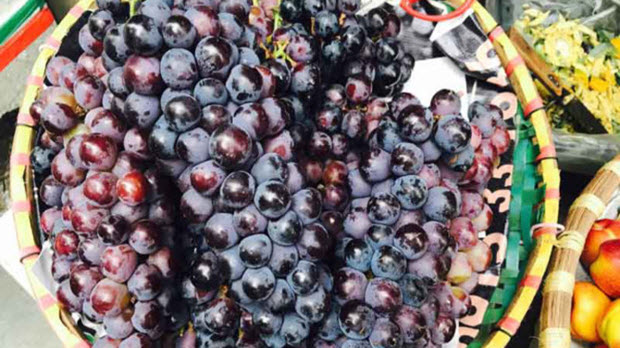 Nho Ninh Thuận “hóa” nho Tàu