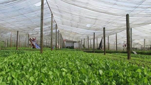 8 nông sản giúp nông dân thu tiền tỷ mỗi năm