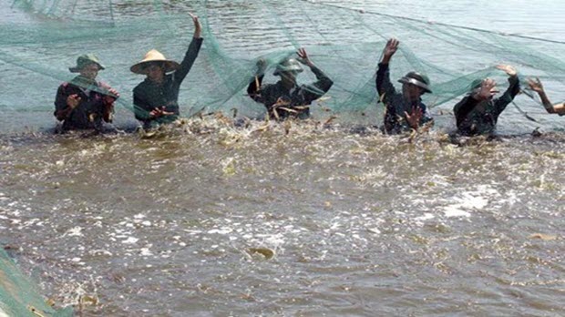  Mỹ duy trì thuế chống bán phá giá đối với tôm nhập khẩu từ Việt Nam