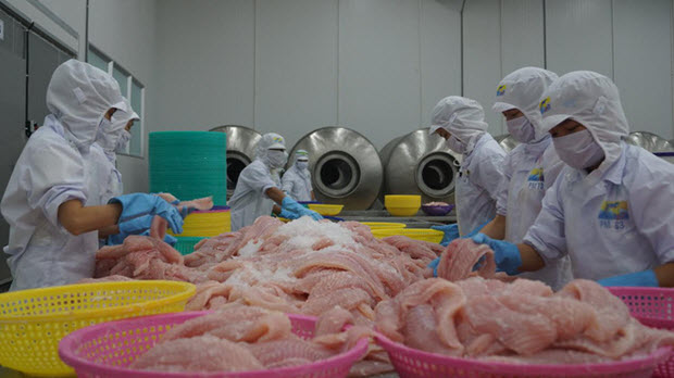 Cá tra đang lỡ cơ hội tăng doanh số xuất khẩu do hụt nguyên liệu