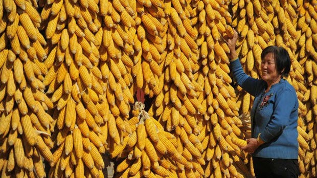 Chi nhập khẩu ngô vượt 1,5 tỷ USD