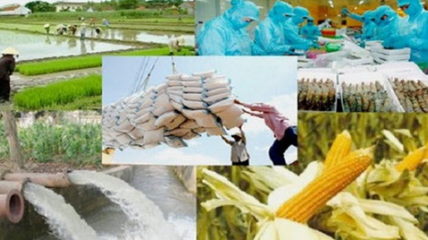  Vì sao nông sản Việt vẫn chưa được gọi tên trên thị trường thế giới?