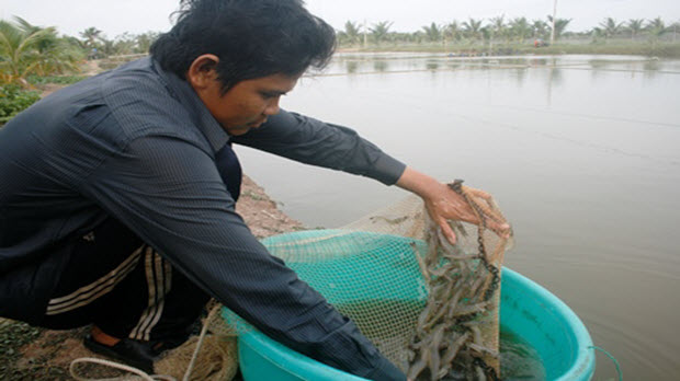  ĐBSCL: Giá tôm thẻ chân trắng cao kỷ lục, người nuôi không có tôm bán