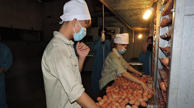 Tăng trưởng ngành chăn nuôi cao nhất trong 10 năm