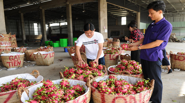   Định vị thương hiệu nông sản Việt: Kỳ I: Sản phẩm Top đầu, thương hiệu ở đâu?