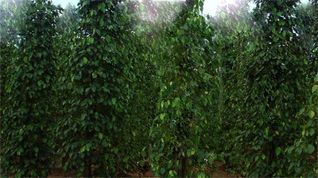 Xuất khẩu hồ tiêu tăng trưởng mạnh trong 6 tháng đầu năm