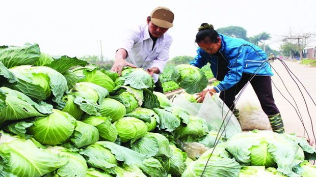  Nông nghiệp hữu cơ: cần nhưng không nên ồ ạt