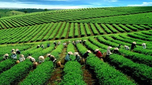 Tìm lời giải ‘bài toán’ thương hiệu nông sản