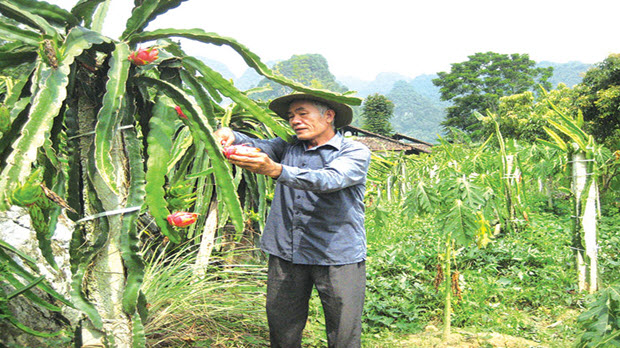  Để đua thành tích nông thôn mới, nhiều tỉnh thành đã vay nợ tới 15.000 tỉ đồng không trả nổi