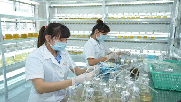 Ngành tôm đối mặt nguy cơ mới