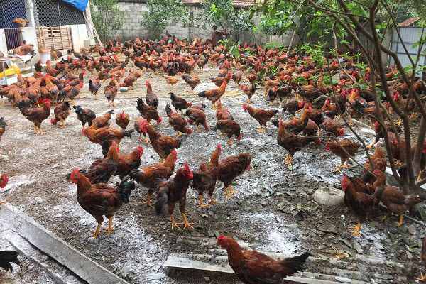 Giá gà tụt dốc, người nuôi “thắt ruột” bán tháo dù lỗ cả trăm triệu đồng
