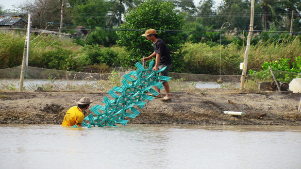 Vỡ mộng vì tôm