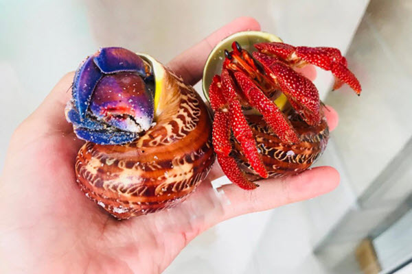 Ốc mà không phải là ốc, không ăn được, giá lên tới 2-3 triệu đồng/con