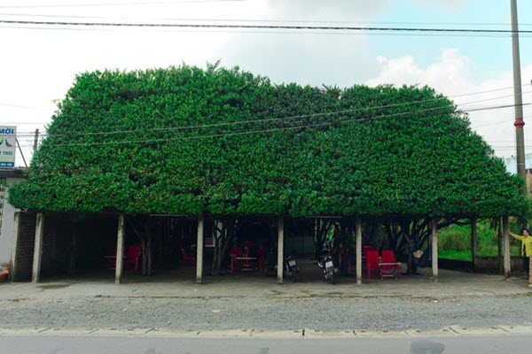 Quán cà phê tạo từ 24 cây si “khủng”, bên trong mát như máy lạnh ở Long An