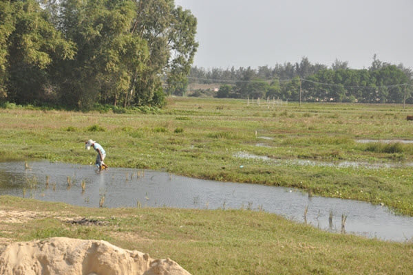 Quảng Nam bổ sung 18 danh mục dự án thu hồi đất và chuyển mục đích sử dụng đất lúa