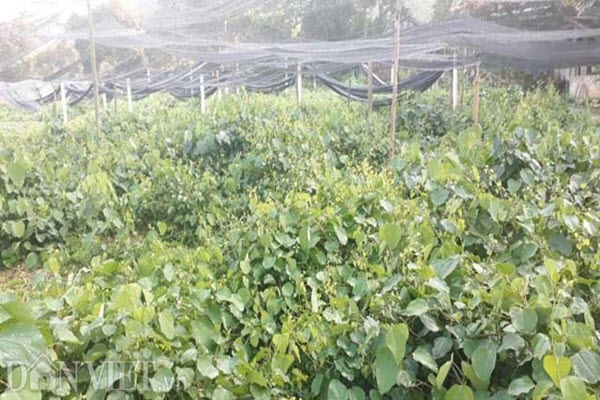 Thái Nguyên: Mang rau dại từ rừng về vườn, bán dễ, kiếm bộn tiền