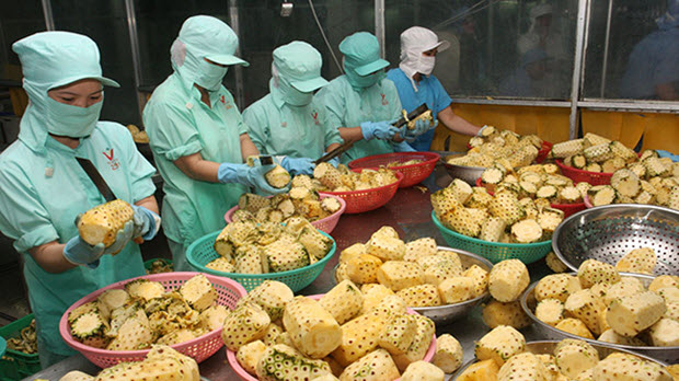 Ngành hàng rau quả: Khó xuất khẩu vì thiếu hỗ trợ