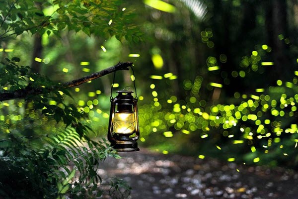 Lạc vào khu rừng đom đóm lung linh huyền ảo tựa chốn thần tiên