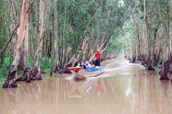 Rừng tràm Trà Sư đẹp như tranh trong mùa nước nổi
