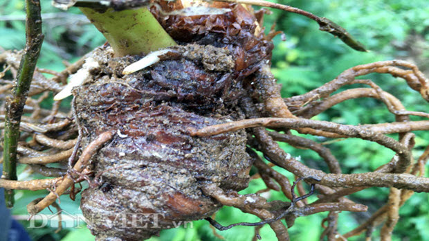  6 sản vật rừng xứ Quảng "hút" người miền xuôi