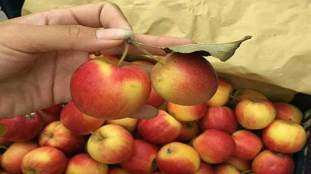  Vạch mặt táo đá mini khi đang làm mưa gió trên thị trường?