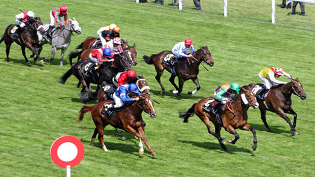 Tập đoàn Hàn Quốc muốn đầu tư Trường đua ngựa tại Bắc Ninh