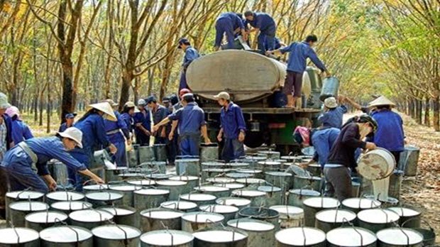  Việt Nam tham gia Hội đồng Cao su Quốc tế 3 bên