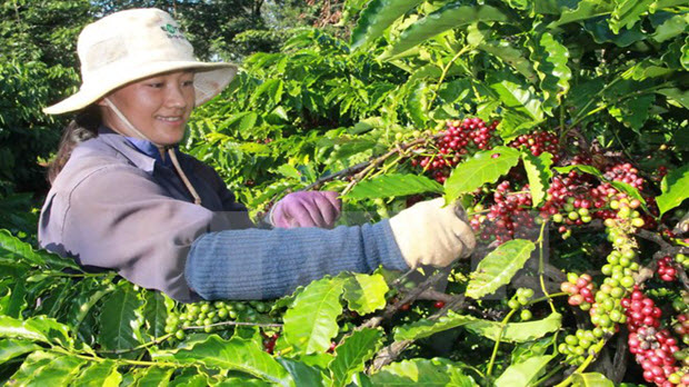Nhận diện thách thức của ngành càphê Việt Nam trong thời gian tới