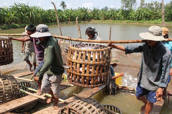 Xuất khẩu thủy sản đang hồi phục tốt