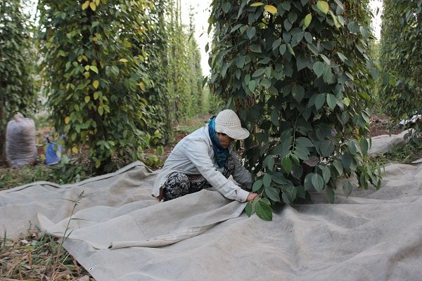 Hồ tiêu tăng giá, doanh nghiệp lo vỡ hợp đồng vì không mua được hàng