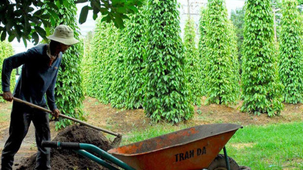  Tiêu Việt sẽ khốn đốn?