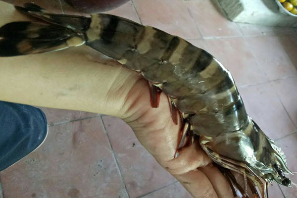 Dân tình đổ xô vét sạch tôm sú khổng lồ vì bán với giá 'chưa từng thấy'