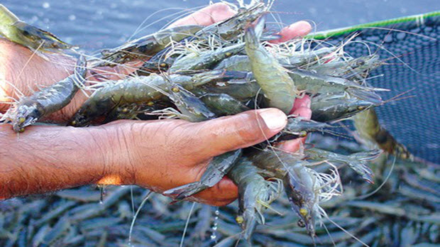 Sau thiếu hụt tôm, doanh nghiệp có thể đối mặt thiếu hụt cá tra xuất khẩu