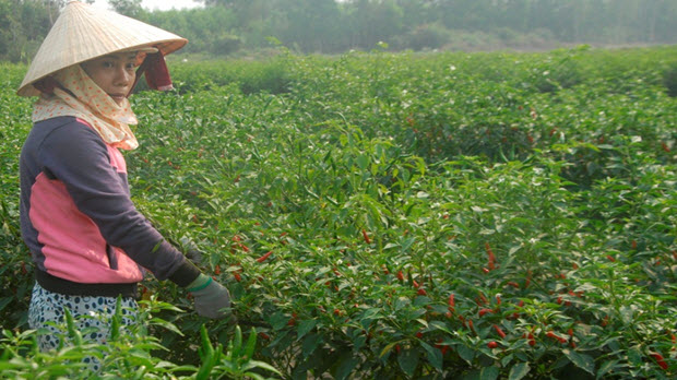 Giá ớt tăng cao kỷ lục, nông dân Trà Vinh lãi lớn