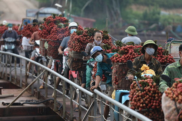 Không cần "giải cứu", Bắc Giang cũng bán hết gần 54.000 tấn vải thiều chín sớm