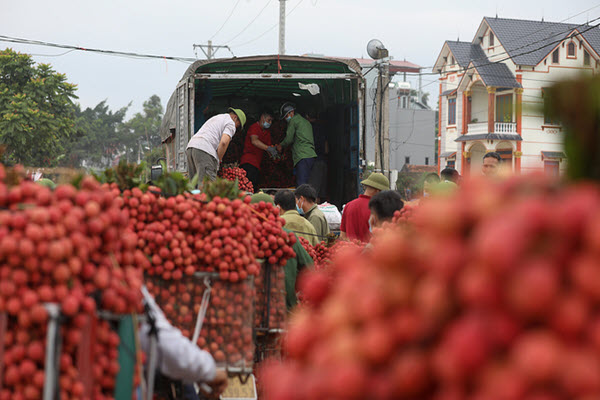 Bức tranh sáng của xuất khẩu nông lâm thủy sản nửa đầu năm