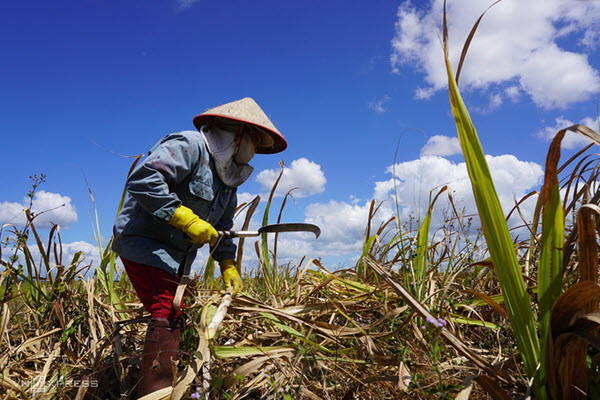Nhiều dấu hiệu Thái Lan bán phá giá đường vào Việt Nam