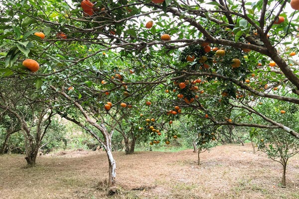 Vườn cam hút khách trải nghiệm