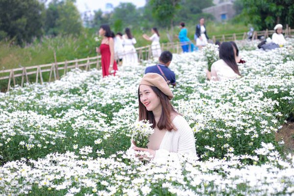 Du khách hào hứng “check – in” vườn cúc hoạ mi đầu tiên tại Đà Nẵng