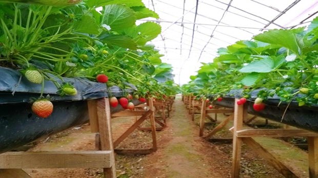 Top vườn Dâu bạn nên “dừng chân” khi khám phá Đà Lạt