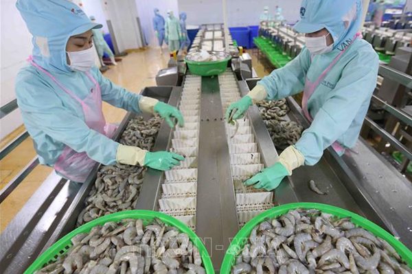 Ngành tôm Việt Nam có cơ hội bứt phá hậu đại dịch