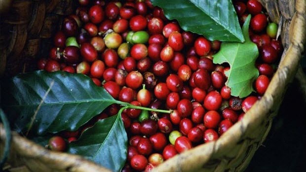 Ấn Độ gỡ bỏ lệnh cấm nhập khẩu nhiều nông sản Việt